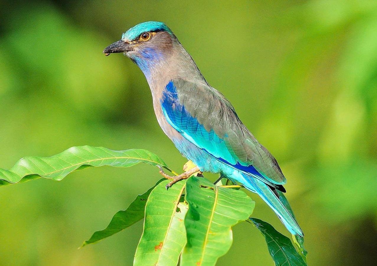 לינה וארוחת בוקר מאה נאם ביץ' Samui Blue Bird מראה חיצוני תמונה